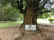 Дерево Николая II в Королевском ботаническом саду – это цейлонское железное дерево, посаженное на аллее памятных деревьев российским императором Николаем II. Оно было посажено в 1891 году. Это второе дерево на знаменитой аллее. Первым было дерево Бо, которое посадил король Эдуард VII.

