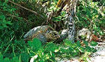 Животный мир отеля CONSTANCE LEMURIA PRASLIN 5*